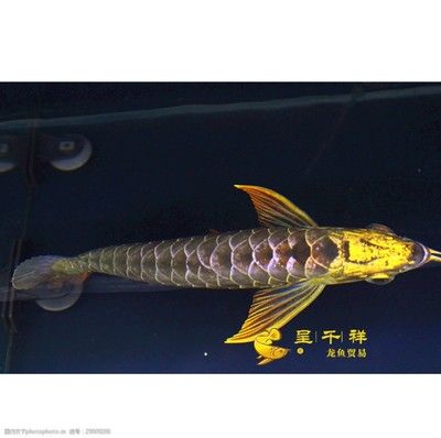 祥龍龍魚(yú)官方網(wǎng)站：祥龍龍魚(yú)官方網(wǎng)站介紹 龍魚(yú)百科 第5張