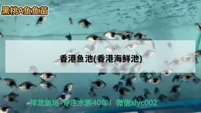 西寧龍魚vs西寧水族批發(fā)市場vs西寧水族館vs西寧魚缸批發(fā)市場vs祥龍魚場：西寧水族批發(fā)市場 祥龍魚場各市分站 第2張