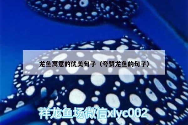 龍魚的吉祥語言怎么說：金龍魚擺件的選購技巧 龍魚百科 第1張