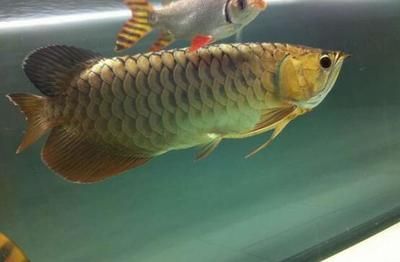 龍魚喂飼料好消化嗎怎么喂的：關(guān)于龍魚喂飼料好消化的相關(guān)信息 龍魚百科 第1張