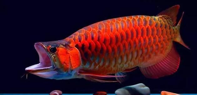 十堰龍魚(yú)vs十堰水族批發(fā)市場(chǎng)vs十堰水族館vs十堰魚(yú)缸批發(fā)市場(chǎng)vs祥龍魚(yú)場(chǎng)：十堰市水族批發(fā)市場(chǎng) 祥龍魚(yú)場(chǎng)各市分站 第4張