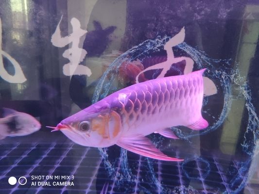 三門峽龍魚vs三門峽水族批發(fā)市場(chǎng)vs三門峽水族館vs三門峽魚缸批發(fā)市場(chǎng)vs祥龍魚場(chǎng)：三門峽地區(qū)的龍魚養(yǎng)殖市場(chǎng) 祥龍魚場(chǎng)各市分站 第4張