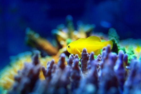 駐馬店龍魚vs駐馬店水族批發(fā)市場(chǎng)vs駐馬店水族館vs駐馬店魚缸批發(fā)市場(chǎng)vs祥龍魚場(chǎng)：駐馬店地區(qū)龍魚養(yǎng)殖、交易及水族相關(guān)市場(chǎng)的發(fā)展情況 祥龍魚場(chǎng)各市分站 第4張