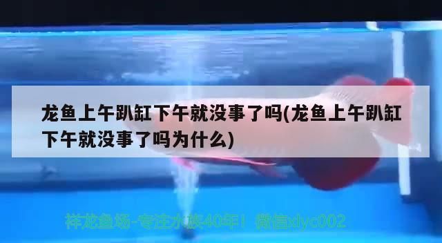 龍魚趴缸是不是因為水溫高了就會死vs祥龍魚場：如何調(diào)節(jié)龍魚養(yǎng)殖水溫 vs祥龍魚場 第3張