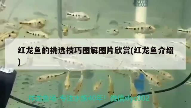 婁底龍魚vs婁底水族批發(fā)市場(chǎng)vs婁底水族館vs婁底魚缸批發(fā)市場(chǎng)vs祥龍魚場(chǎng)：婁底龍魚、婁底水族批發(fā)市場(chǎng)、婁底水族館、婁底魚缸批發(fā)市場(chǎng)信息