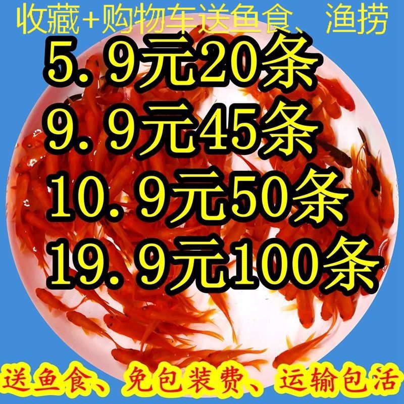 龍鳳鯉魚市場價格波動原因：如何降低龍鳳鯉魚養(yǎng)殖成本 龍魚百科 第2張