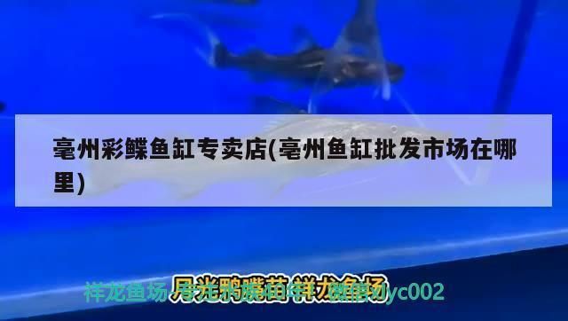 毫州龍魚vs毫州水族批發(fā)市場vs毫州水族館vs毫州魚缸批發(fā)市場vs祥龍魚場：毫州龍魚、水族批發(fā)市場以及祥龍魚場 祥龍魚場各市分站 第2張