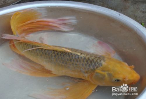 龍鳳鯉魚水溫監(jiān)控方法：龍鳳鯉魚最佳生長水溫 龍魚百科 第2張