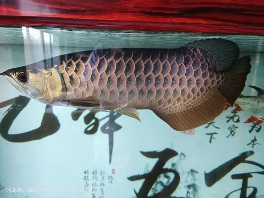 龍魚趴在缸底發(fā)呆vs祥龍魚場(chǎng)：龍魚趴在缸底發(fā)呆和祥龍魚場(chǎng)的兩種養(yǎng)殖方式 vs祥龍魚場(chǎng) 第5張