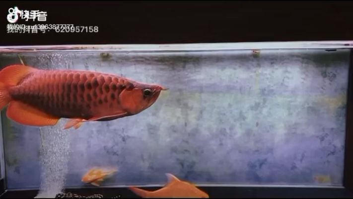 廊坊龍魚vs廊坊水族批發(fā)市場vs廊坊水族館vs廊坊魚缸批發(fā)市場vs祥龍魚場：廊坊水族批發(fā)市場特色 祥龍魚場各市分站 第4張