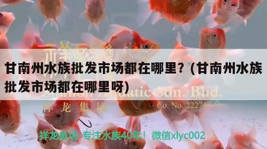 隴南龍魚vs隴南水族批發(fā)市場vs隴南水族館vs隴南魚缸批發(fā)市場vs祥龍魚場：隴南龍魚、隴南水族批發(fā)市場、隴南魚缸批發(fā)市場地址 祥龍魚場各市分站 第3張