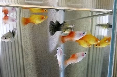 銀版魚換水前后溫差控制：銀龍魚換水操作步驟，銀龍魚適宜水溫范圍，銀龍魚換水后觀察要點 龍魚百科 第4張