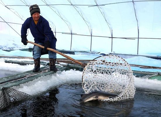 龍魚燈開多久換水：龍魚燈開燈后多久換一次水？ 水族問(wèn)答 第2張