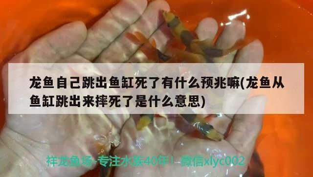 龍魚摔了一下就死了vs祥龍魚場：龍魚摔了一下就死了vs祥龍魚場的信譽評價如何正確飼養(yǎng)龍魚 vs祥龍魚場 第2張