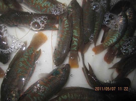 大理白族自治州龍魚vs大理白族自治州水族批發(fā)市場vs大理白族自治州水族館vs大理白族自治州魚缸批發(fā)市場vs祥龍魚場：大理白州水族市場分析 祥龍魚場各市分站 第3張