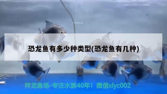 百色龍魚vs百色水族批發(fā)市場vs百色水族館vs百色魚缸批發(fā)市場vs祥龍魚場：廣西百色水族批發(fā)市場 祥龍魚場各市分站 第1張