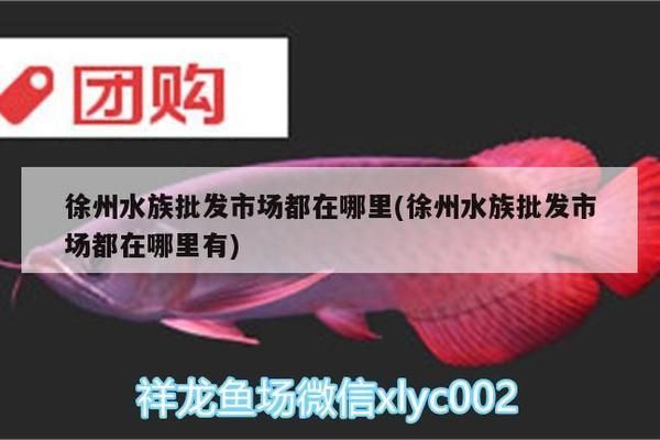 徐州龍魚(yú)vs徐州水族批發(fā)市場(chǎng)vs徐州水族館vs徐州魚(yú)缸批發(fā)市場(chǎng)vs祥龍魚(yú)場(chǎng)：徐州水族批發(fā)市場(chǎng)