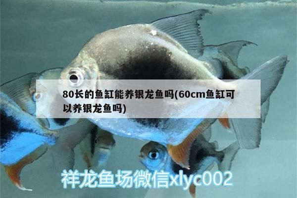 秦皇島龍魚vs秦皇島水族批發(fā)市場vs秦皇島水族館vs秦皇島魚缸批發(fā)市場vs祥龍魚場：秦皇島水族批發(fā)市場 祥龍魚場各市分站 第2張