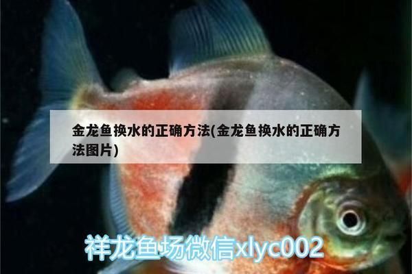 龍魚換水的正確方法vs祥龍魚場(chǎng)：如何判斷龍魚健康狀態(tài) vs祥龍魚場(chǎng) 第2張