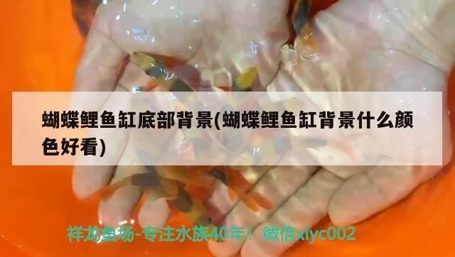 賀州龍魚(yú)vs賀州水族批發(fā)市場(chǎng)vs賀州水族館vs賀州魚(yú)缸批發(fā)市場(chǎng)vs祥龍魚(yú)場(chǎng)：賀州水族批發(fā)市場(chǎng) 祥龍魚(yú)場(chǎng)各市分站