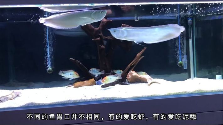 銀龍魚苗適宜飼料選擇：銀龍魚苗的適宜飼料種類、喂養(yǎng)方法和注意事項(xiàng) 龍魚百科 第5張