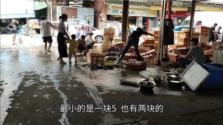 東莞龍魚vs東莞水族批發(fā)市場vs東莞水族館vs東莞魚缸批發(fā)市場vs祥龍魚場：東莞水族批發(fā)市場 祥龍魚場各市分站 第3張