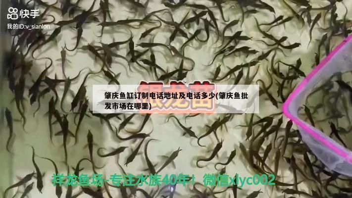 肇慶龍魚vs肇慶水族批發(fā)市場vs肇慶水族館vs肇慶魚缸批發(fā)市場vs祥龍魚場：肇慶魚缸批發(fā)市場價(jià)格 祥龍魚場各市分站 第1張