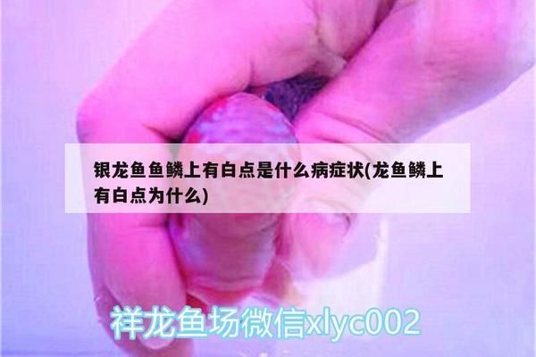 龍魚鱗片上生白點 老水泡怎么辦vs祥龍魚場：如何預防龍魚鱗片疾病