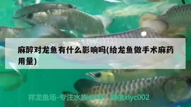 龍魚麻藥用量多少vs祥龍魚場(chǎng)：祥龍魚場(chǎng)信譽(yù)評(píng)價(jià)龍魚用藥劑量計(jì)算龍魚麻醉安全標(biāo)準(zhǔn) vs祥龍魚場(chǎng) 第4張