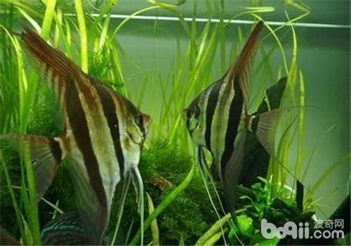 龍魚燈怎么放：如何正確放置龍魚燈 水族問答 第2張