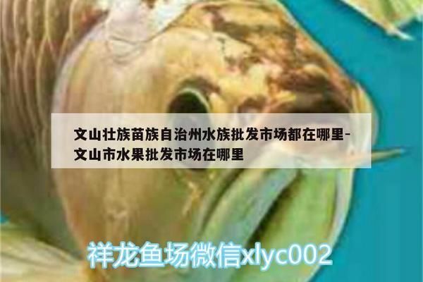 文山壯族苗族自治州龍魚vs文山壯族苗族自治州水族批發(fā)市場vs文山壯族苗族自治州水族館vs文山壯族苗族自治州魚缸批發(fā)市場vs祥龍魚場：文山壯族苗族自治州水族批發(fā)市場貨源對比 祥龍魚場各市分站 第1張