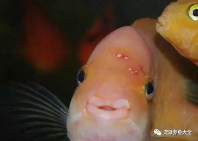 黃南藏族自治州龍魚vs黃南藏族自治州水族批發(fā)市場vs黃南藏族自治州水族館vs黃南藏族自治州魚缸批發(fā)市場vs祥龍魚場：黃南藏族自治州水族市場分布 祥龍魚場各市分站 第2張