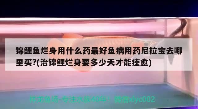 龍魚身上潰爛用什么藥治療vs祥龍魚場：龍魚身上潰爛怎么辦