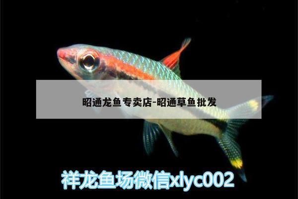 昭通龍魚vs昭通水族批發(fā)市場vs昭通水族館vs昭通魚缸批發(fā)市場vs祥龍魚場：昭通水族批發(fā)市場 祥龍魚場各市分站 第4張