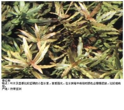 龍魚低溫翻肚：如何判斷龍魚在什么溫度下會(huì)翻肚？ 水族問(wèn)答 第2張