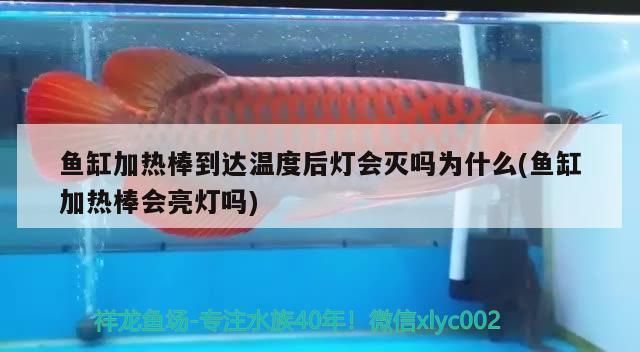 張家口龍魚vs張家口水族批發(fā)市場vs張家口水族館vs張家口魚缸批發(fā)市場vs祥龍魚場：張家口水族館特色展覽祥龍魚場魚類品種介紹 祥龍魚場各市分站 第2張