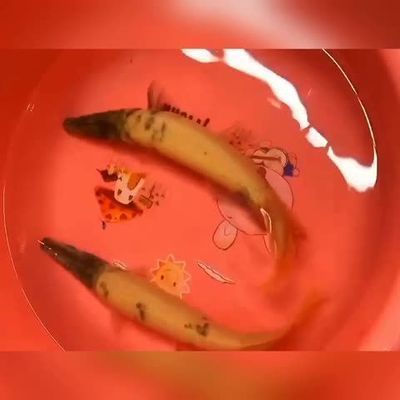 蚌埠龍魚vs蚌埠水族批發(fā)市場vs蚌埠水族館vs蚌埠魚缸批發(fā)市場vs祥龍魚場：蚌埠水族市場最新動(dòng)態(tài) 祥龍魚場各市分站 第3張