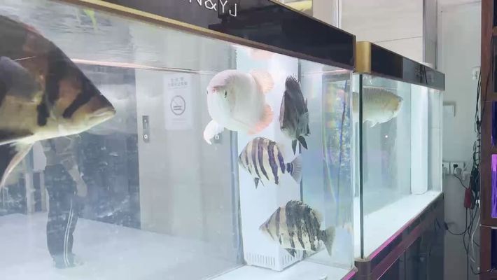 張家界龍魚vs張家界水族批發(fā)市場(chǎng)vs張家界水族館vs張家界魚缸批發(fā)市場(chǎng)vs祥龍魚場(chǎng)：張家界水族批發(fā)市場(chǎng) 祥龍魚場(chǎng)各市分站 第2張