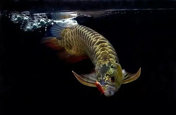 龍魚(yú)經(jīng)常跳缸什么原因：龍魚(yú)為什么會(huì)跳缸 龍魚(yú)百科 第5張