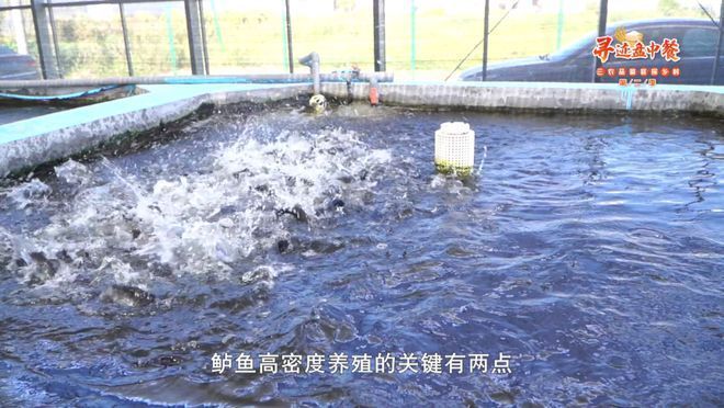 湖州龍魚vs湖州水族批發(fā)市場vs湖州水族館vs湖州魚缸批發(fā)市場vs祥龍魚場：全球首獲cites準證繁殖及出口湖州龍魚 祥龍魚場各市分站 第2張