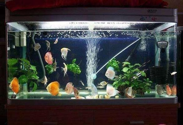 龍魚回來多久可以開始喂：龍魚回來后多久可以喂食 龍魚百科 第1張