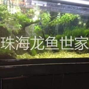 海水紅龍魚學(xué)名：關(guān)于紅龍魚的詳細信息 龍魚百科 第3張