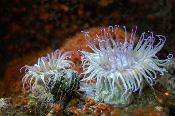 西安龍魚vs西安水族批發(fā)市場vs西安水族館vs西安魚缸批發(fā)市場vs祥龍魚場：西安水族批發(fā)市場地址祥龍魚場魚類品種介紹 祥龍魚場各市分站 第3張