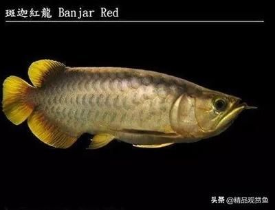 龍魚的產(chǎn)地在哪里：亞洲龍魚的產(chǎn)地遍布全球，亞洲龍魚的種類最為齊全，最受魚友喜愛 龍魚百科 第1張