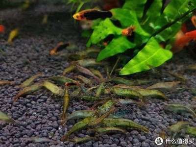 蕪湖龍魚vs蕪湖水族批發(fā)市場vs蕪湖水族館vs蕪湖魚缸批發(fā)市場vs祥龍魚場：蕪湖市龍魚批發(fā)市場價格 祥龍魚場各市分站 第5張