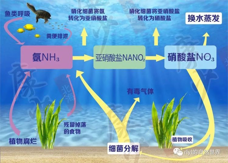 龍魚掉了10多個(gè)魚鱗怎么回事：龍魚為什么會(huì)掉下這么多的魚鱗？ 水族問答