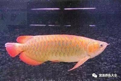 大同龍魚vs大同水族批發(fā)市場vs大同水族館vs大同魚缸批發(fā)市場vs祥龍魚場：大同水族市場與祥龍魚場的區(qū)別 祥龍魚場各市分站 第4張