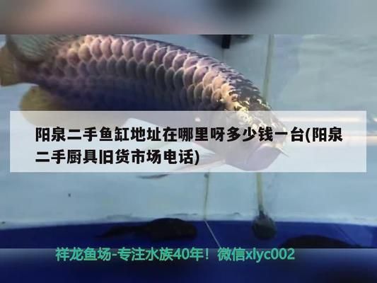 陽泉龍魚vs陽泉水族批發(fā)市場(chǎng)vs陽泉水族館vs陽泉魚缸批發(fā)市場(chǎng)vs祥龍魚場(chǎng)：陽泉市內(nèi)的五個(gè)主要魚類養(yǎng)殖與銷售場(chǎng)所 祥龍魚場(chǎng)各市分站 第4張