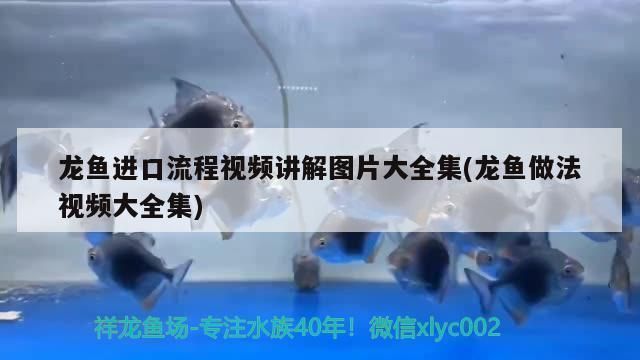 上海龍魚vs上海水族批發(fā)市場vs上海水族館vs上海魚缸批發(fā)市場vs祥龍魚場：上海龍魚市場口碑排行 祥龍魚場各市分站 第2張