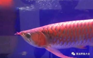 上海龍魚vs上海水族批發(fā)市場vs上海水族館vs上海魚缸批發(fā)市場vs祥龍魚場：上海龍魚市場口碑排行 祥龍魚場各市分站 第4張